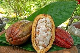 Cacau