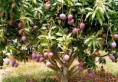 /album/galeria-de-fotos/dec-mangas-fruta-jpg/
